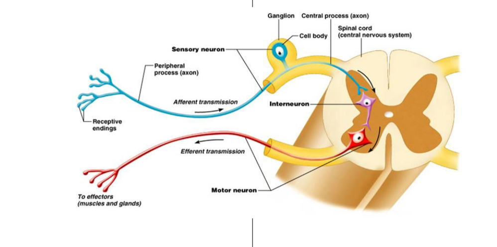 <p>LMN’s have their cell body in the anterior horn (of</p><p>the gray matter), and their axon goes out the anterior</p><p>root, and synapses in a muscle</p>