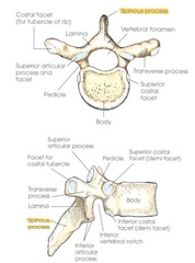 <p>point/project inferiorly and are long</p>
