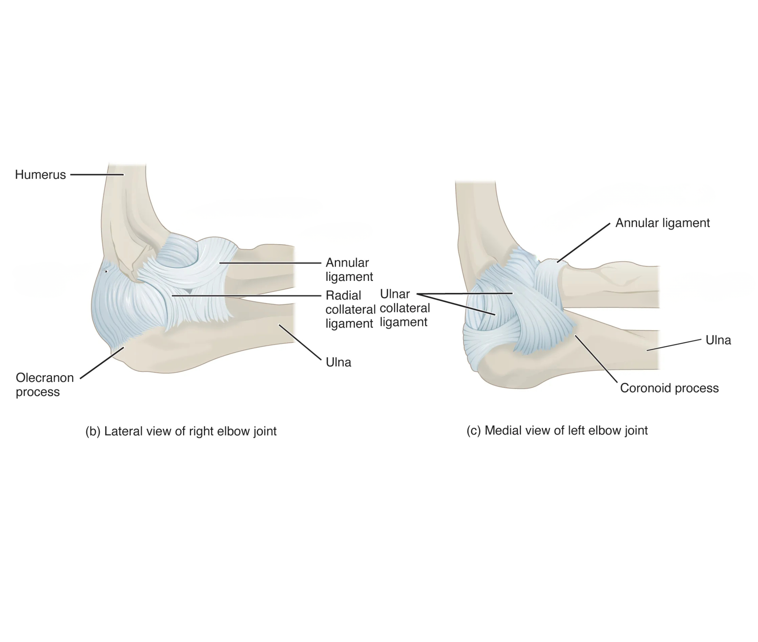 <p>Humerus: upper arm bone<br>Ulna: forearm bone that forms the hinge with the humerus<br>Olecranon process: bony bump at the back of the elbow (part of the ulna)<br>Coronoid process: bony point at the front of the ulna that locks into the humerus when the elbow bends<br>Ligaments: hold the joint together</p>