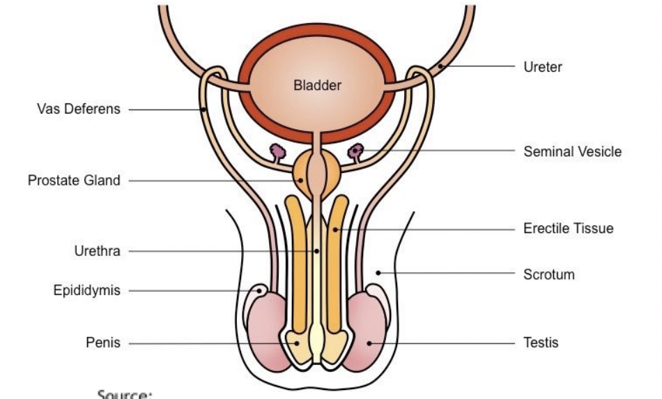 <p>Seminal vesicle</p><p>Prostate gland </p><p>Ejaculatory duct</p><p>Vas deferens </p><p>Epididymis</p><p>Seminiferous tubules</p><p>Testis</p><p>Urethra</p><p></p>