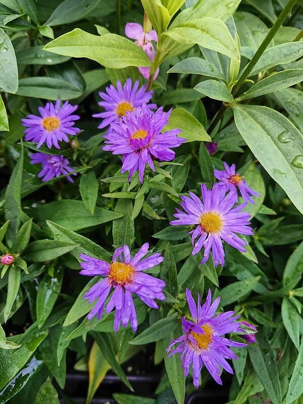 <p><em>Symphyotrichum novi-belgii</em> 'Lady in Blue' hardiness</p>