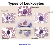 <p>White blood cells that function in body defense</p>