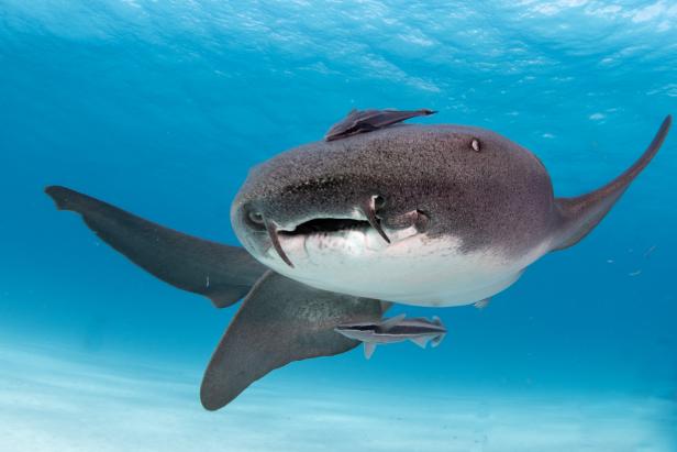 <p>Orectolobiformes</p><p>Have 5 gill slits, two spineless dorsal fins, an anal fin, no nicitating eyelids, a mouth in front of their eyes, and short snouts. Generally bottom dwellers</p><p>39 species </p><p>Example: Nurse Shark or Whale Shark</p>