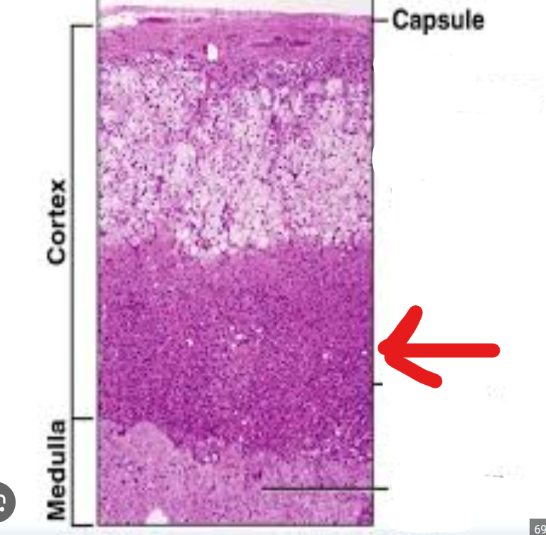 <p>What is the deepest zone of the adrenal cortex </p>