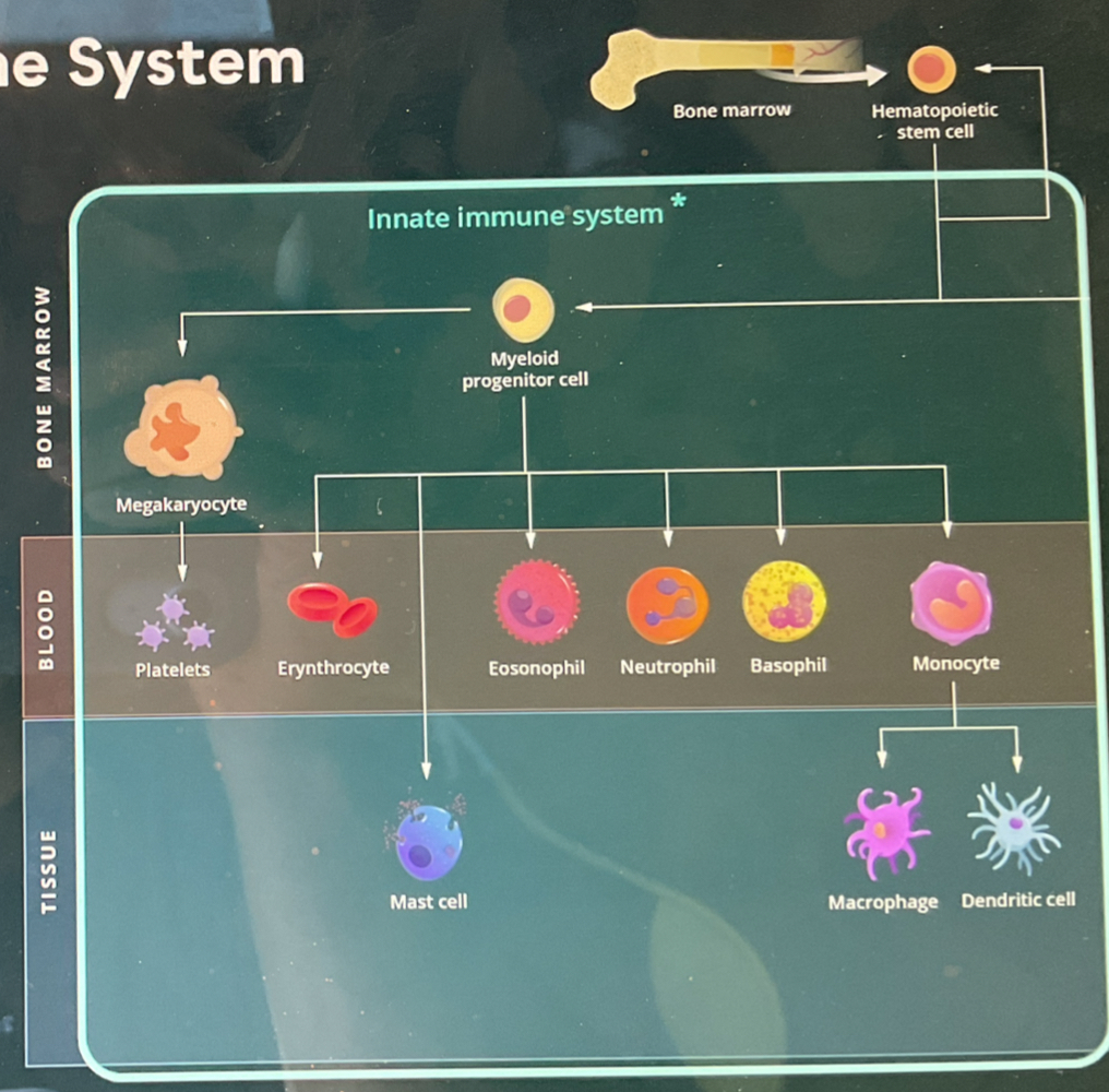 <p><span style="line-height: 1.5;">D. </span></p><p><span style="line-height: 1.5;">Monocytes</span></p>