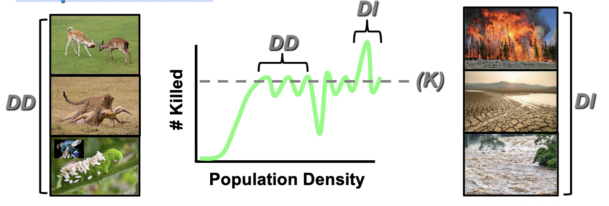 <p>- A mix of density - dependent and density - independent factors</p><p>- Over long time scales many populations remain stable and close to (K) (Density - Dependent Control)</p><p>- Short term fluctuations in populations due to density - independent factors</p><p>Oscillating logistic curves</p>
