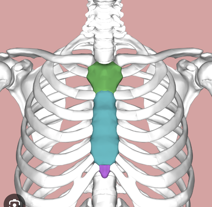 <p>whats the blue portion? </p>