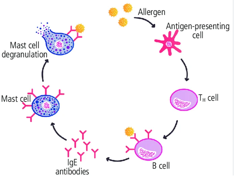 <p><em>The body sees the allergen for the first time and prepares the "weapon."</em></p><ol><li><p><strong>Antigen Presentation:</strong> Allergen enters the body and is picked up by an Antigen-Presenting Cell (APC), usually a dendritic cell, which presents it to a naïve CD4+ T cell.</p></li><li><p><strong>Th2 Differentiation:</strong> Crucially, the CD4+ T cell differentiates into a <strong>Th2 helper T cell</strong>.</p></li><li><p><strong>Cytokine Release:</strong> The Th2 cell secretes specific, high-yield interleukins (ILs):</p><ul><li><p><strong>IL-4 &amp; IL-13:</strong> Stimulates B cells to undergo class switching and produce <strong>IgE antibodies</strong> (instead of IgM/IgG).</p></li><li><p><strong>IL-5:</strong> Promotes the development and activation of <strong>eosinophils</strong>.</p></li></ul></li><li><p><strong>IgE Binding (Arming the Mast Cell):</strong> The newly created IgE antibodies circulate and bind strongly to <strong>FcεRI</strong>&nbsp;<strong>receptors</strong> (high-affinity IgE receptors) on the surface of tissue mast cells and circulating basophils.</p><ul><li><p><em>Result:</em> The mast cell is now "sensitized" or "armed," but no symptoms occur yet.</p></li></ul></li></ol><p></p>