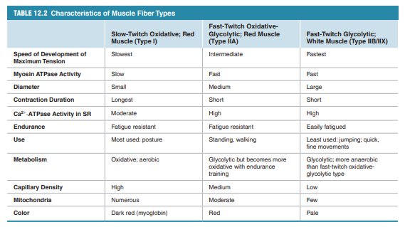 <p>Type I (slow oxidative) </p><ul><li><p>Slow contraction</p></li><li><p>Aerobic metabolism</p></li><li><p>High fatigue resistance</p></li></ul><p> Type IIA (fast oxidative-glycolytic) </p><ul><li><p>Fast contraction</p></li><li><p>Mixed metabolism</p></li><li><p>Intermediate fatigue resistance</p></li></ul><p> Type IIX/IIB (fast glycolytic) </p><ul><li><p>Very fast contraction</p></li><li><p>Anaerobic glycolysis</p></li><li><p>Fatigue quickly</p></li></ul><p> </p><p>Muscles contain mixtures of fiber types depending on function and training.</p><p>Females more type 1 and males more type 2</p>