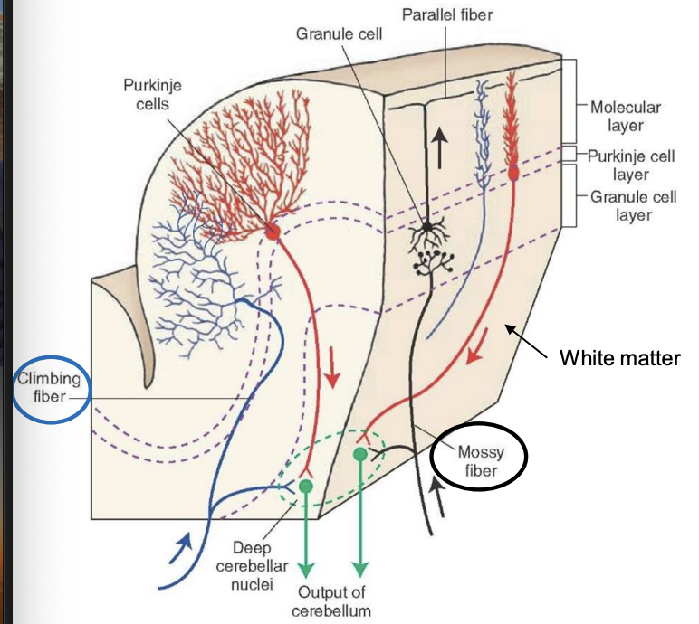 <ul><li><p>mossy and climbing fibers synapse directly on deep cerebellar nuclei to provide </p><ul><li><p>coarse adjustment output from cerebellum to UMNs </p></li></ul></li><li><p>purkinje cells synapse on deep cerebellar nuclei to provide: </p><ul><li><p>fine adjustments output to from cerebellum to UMNs </p></li></ul></li></ul><p></p>