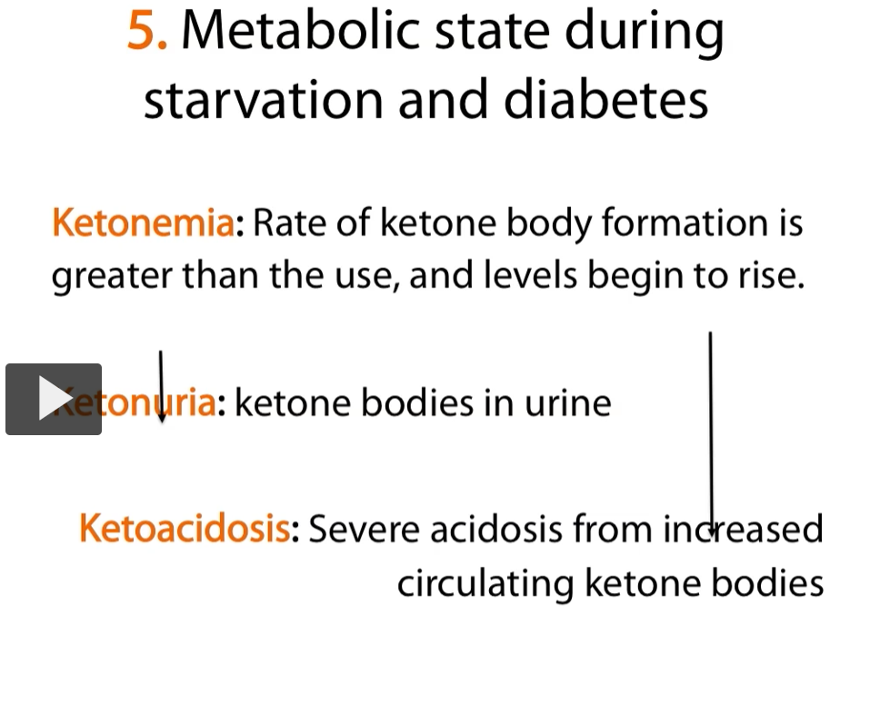 <p><u>metabolic state during starvation and diabetes</u></p><p>very important in disease processes, it’s important for you to know these three concepts. </p><ol><li><p>Ketonemia: the rate of ketone body formation is greater than the use, therefore the levels begin to rise. </p></li><li><p>ketonuria: ketone bodies are found in urine.</p></li><li><p>Ketoacidosis: severe acidosis in the blood of the patient due to increased circulating bodies. </p></li></ol><p></p>