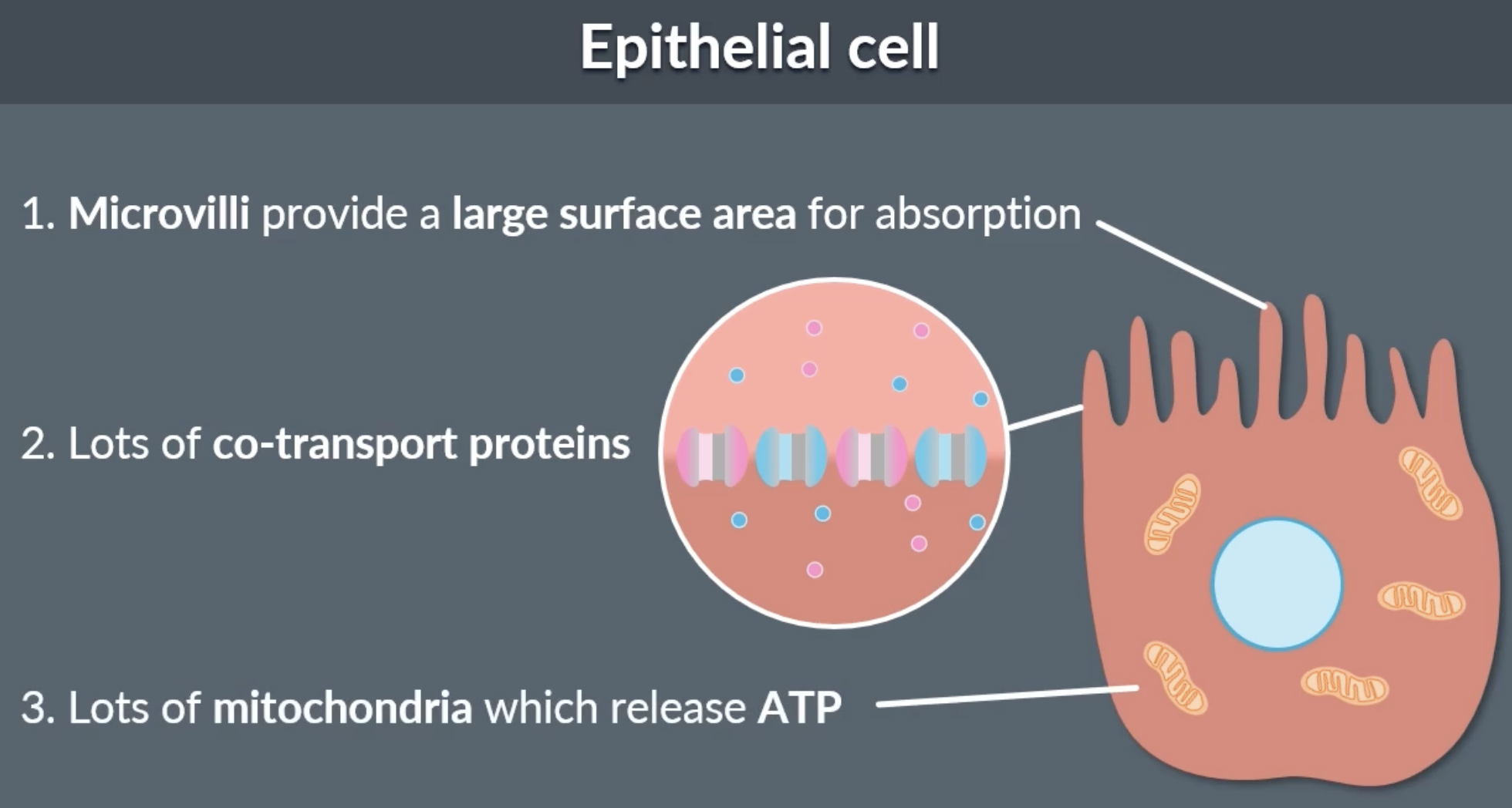 <p>lumen has villi and epithelial cells have microvilli, which increases SA for absorption</p><p>epithelial cells have a lot of co transport proteins to maximise the absorption of amino acids and monosaccharides </p><p>lots of mitochondria in epithelial cells because sodium potassium pump needs energy in the form of ATP to maintain a sodium concentration gradient for efficient co transport</p>