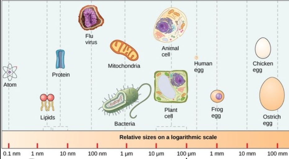 <p>How does cell vary in size? explain</p>