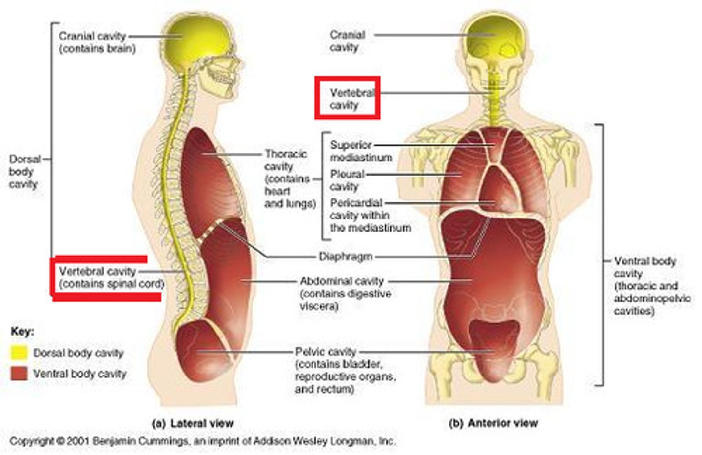 <p>contains spinal cord</p>