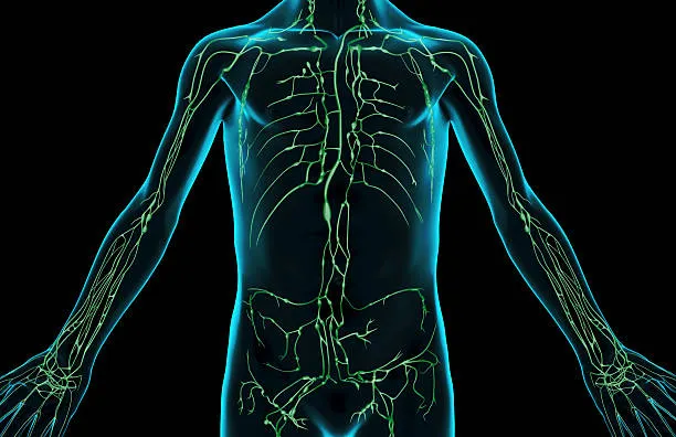<p>lymphatic system<br>transport lymph fluid</p>