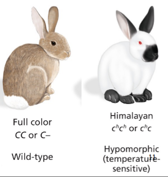 <ul><li><p>Loss of function allele</p></li><li><p>Allele with loss of function only under SOME conditions</p><ul><li><p>Temperature sensitive are a common type of naturally occurring conditional allele</p></li></ul></li></ul><p></p>