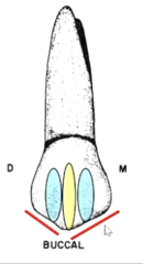 <p>- mesial cusp ridge longer and straighter than the distal cusp ridge (in red)</p><p>- cusp tip offset to the distal</p>