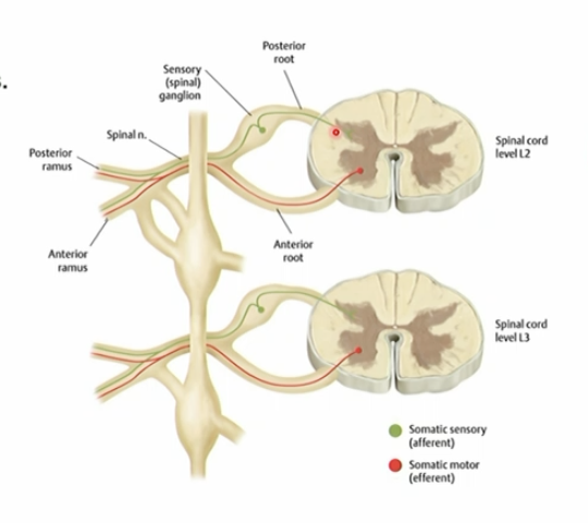 <p>Sensory information travels through the rami → spinal nerve → dorsal root ganglion/dorsal root → spinal cord</p><p></p><p>Motor information travels from the ventral horn → ventral root → spinal nerve → rami → target.</p>