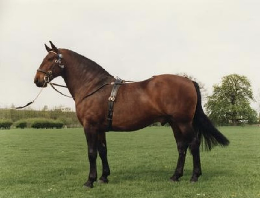 <p>Which horse breed is this?</p>