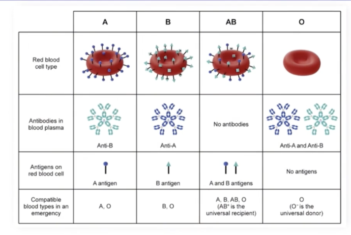 <p>Universal Donor: red blood cells that do not have A, B, or Rh antigens</p><p>No red blood cell antigens are present to stimulate an immune response in the receiving patient </p>