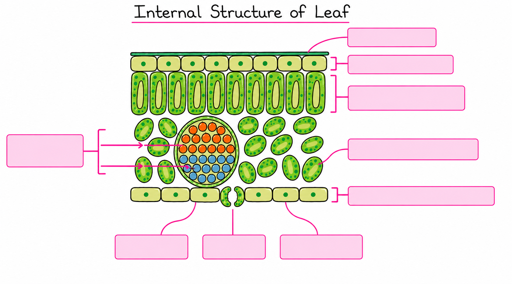 <p>Label the<strong> internal structure of this leaf</strong> </p>