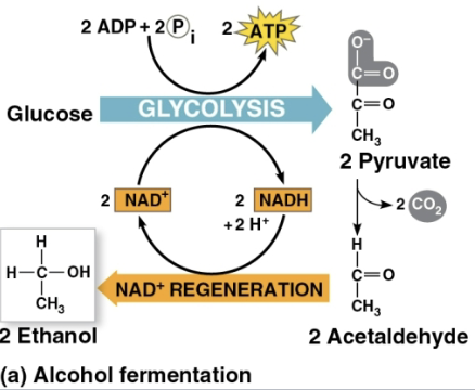 <p>Pyruvate in alcohol fermentation</p>