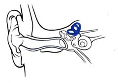 <p>three canals within the inner ear that contain specialized receptor cells that generate nerve impulses with body movement</p>