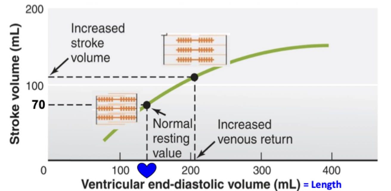 <p>If ventricle fills to a larger volume, improving overlap of actin and myosin crossbridging → next beat ejects more blood</p><p>An intrinsic mechanism of regulating SV by changing ventricular EDV (↑ EDV → ↑ length of cells → ↑ tension → ↑ SV)</p>