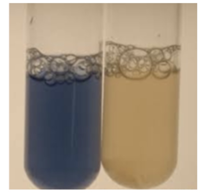 <p>A. What test is being presented to you? </p><p>B. IF the test is positive what enzyme does the organism have? </p><p>C. What organism can be identified by this test? </p>