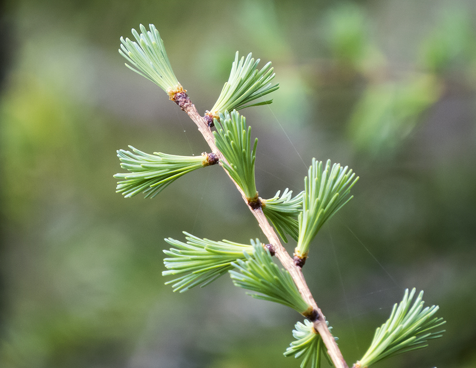 <p>Larix laricina (Pinaceae)</p>
