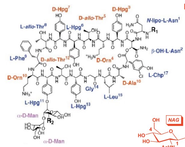 <p>Vancomycin analogue (ORAL ONLY), dual inhibitor (Binds base material, block transglycosylation, block tranpeptidation)</p>