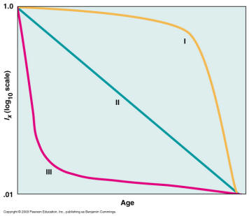 <ul><li><p><strong>Type I — </strong>generally found in vertebrates with extensive maternal care</p></li><li><p><strong>Type II —</strong> characteristic of smaller organisms, size doesn’t change much with age</p></li><li><p><strong>Type III —</strong> found in organisms with high fecundity (per capita egg production) and high juvenile mortality</p></li></ul><p></p>