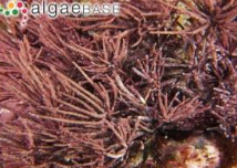 <p>Red algae (Rhodophyta)</p>