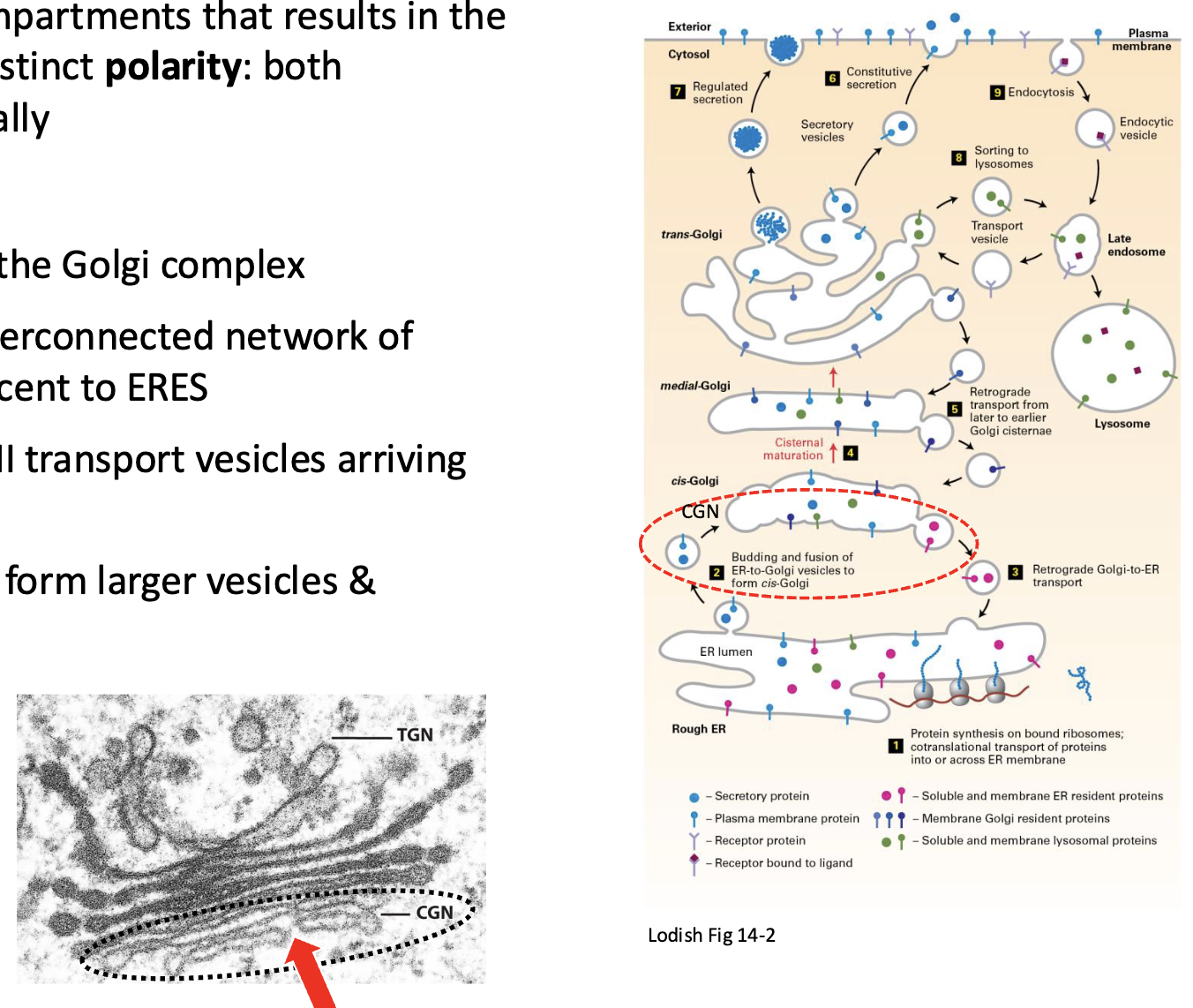 <ul><li><p>located at the cis face of the Golgi complex</p></li><li><p>consists of a complex, interconnected network of tubules and vesicles adjacent to ERES</p></li><li><p>incoming vesicles fuse to form larger vesicles &amp; interconnected tubules</p></li></ul><p></p>