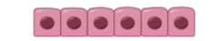 <p>single layer of cells- nuclei on same level</p>
