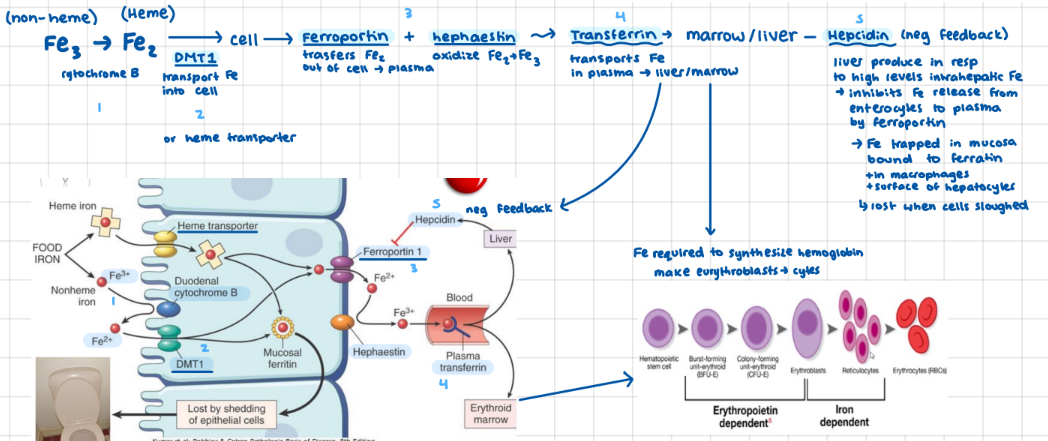 knowt flashcard image