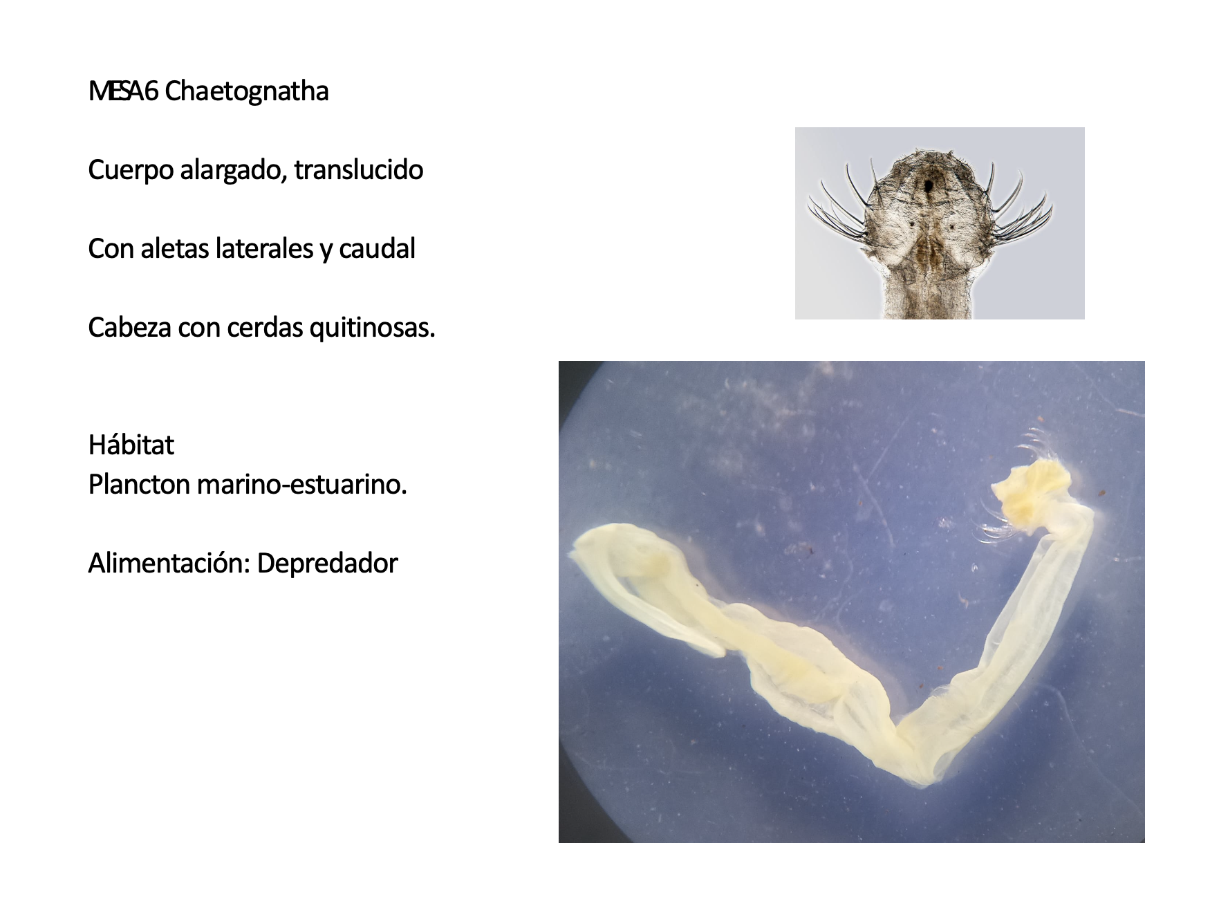 <p>FILO Chaetognatha<br>*depredador</p>