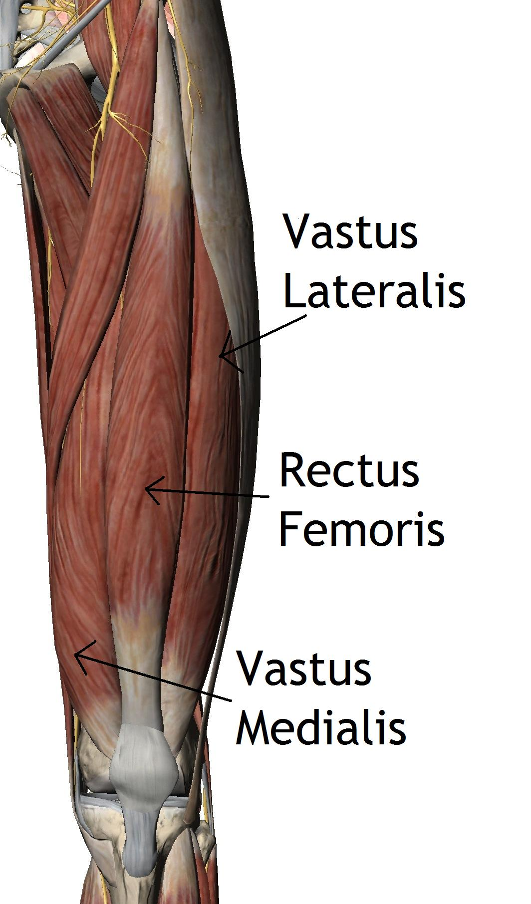 <p>Vastus medialis </p>