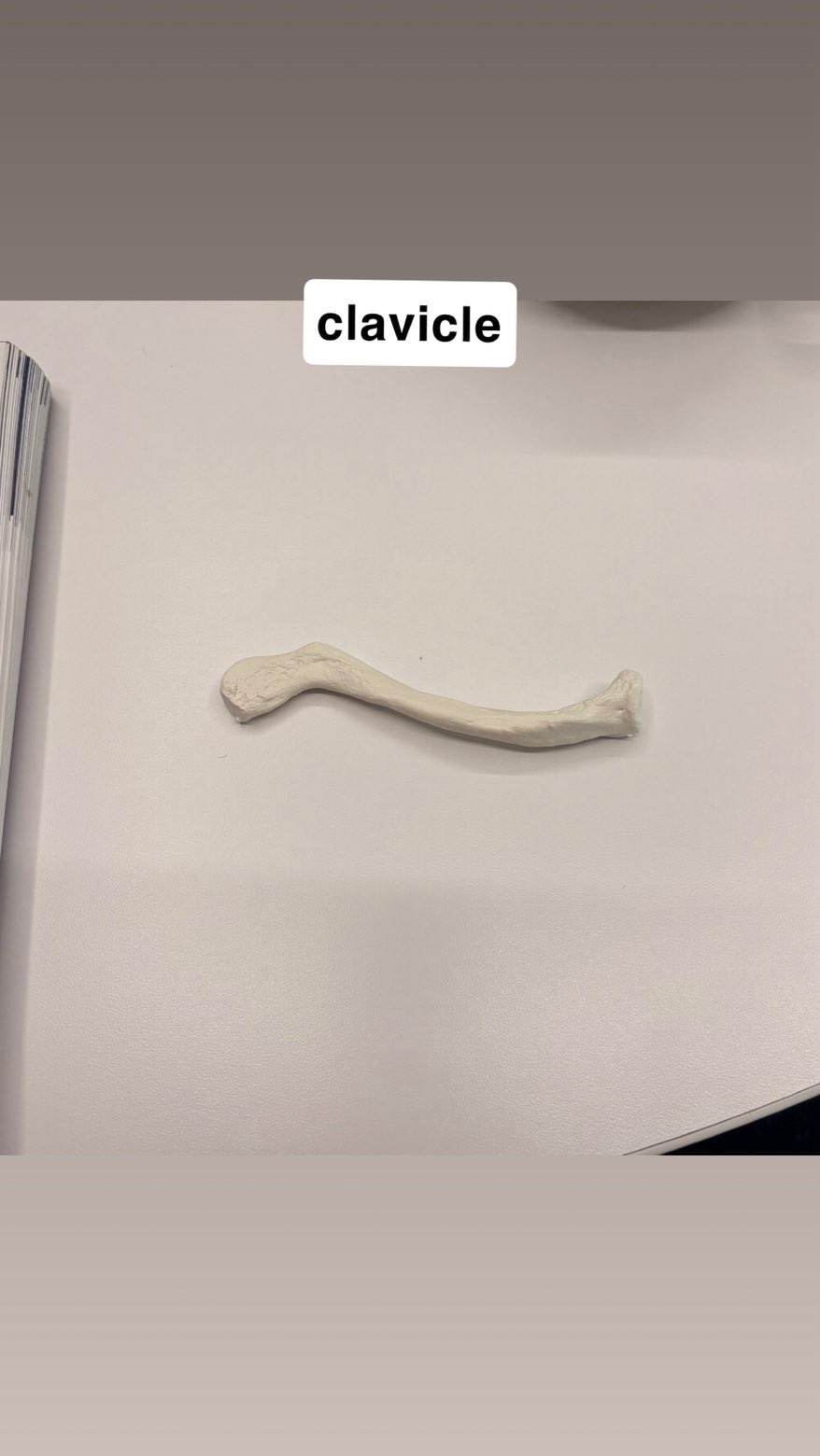 <p>Clavicle</p>