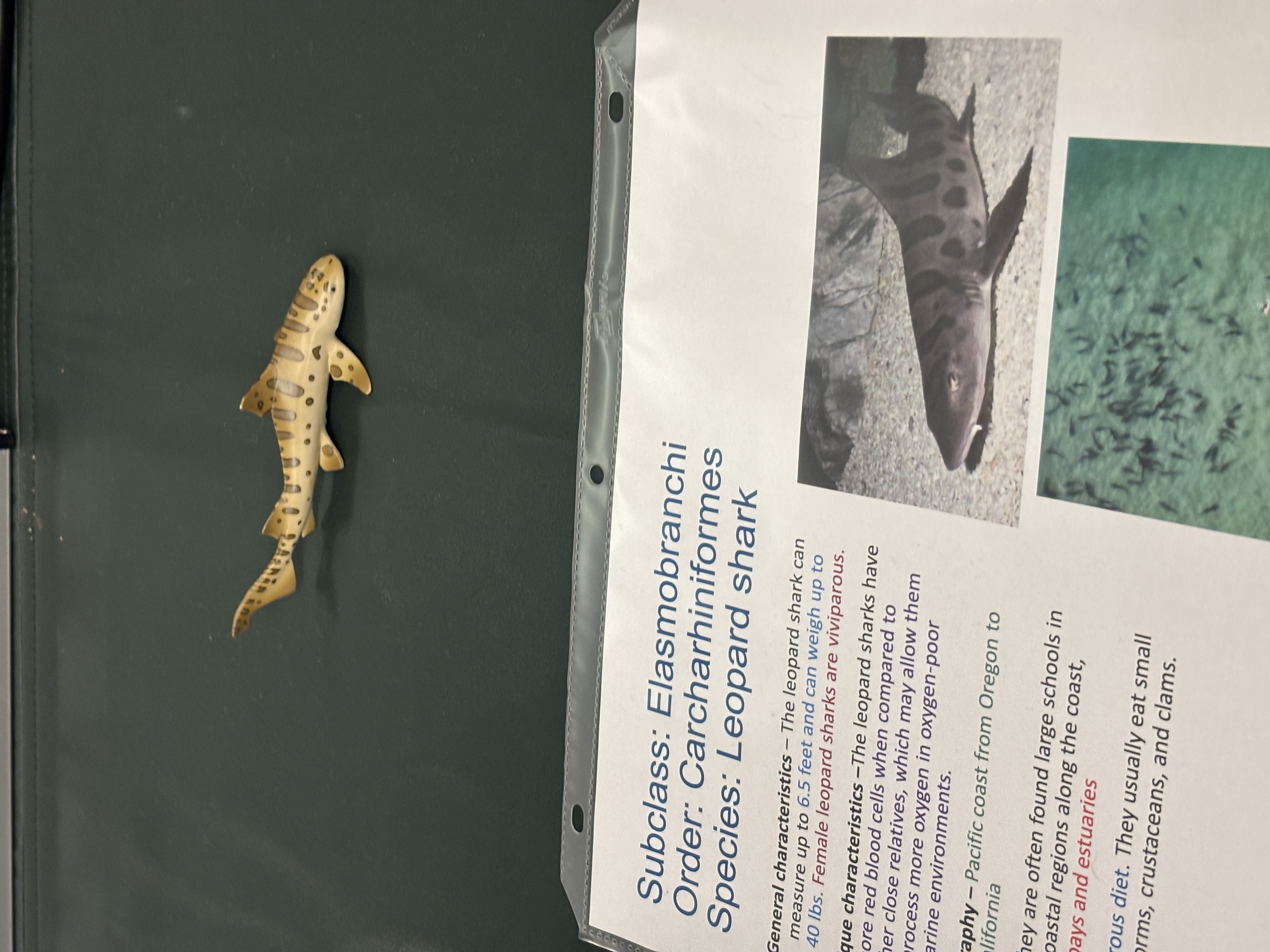 <p>Order Carcharhiniformes - Ground Sharks</p><p>How big do leopard sharks get </p>