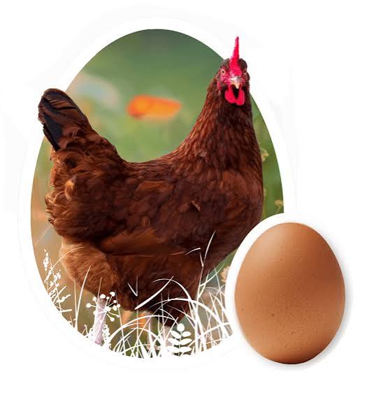 <p>brown and red feathers </p><p>brown eggs</p>