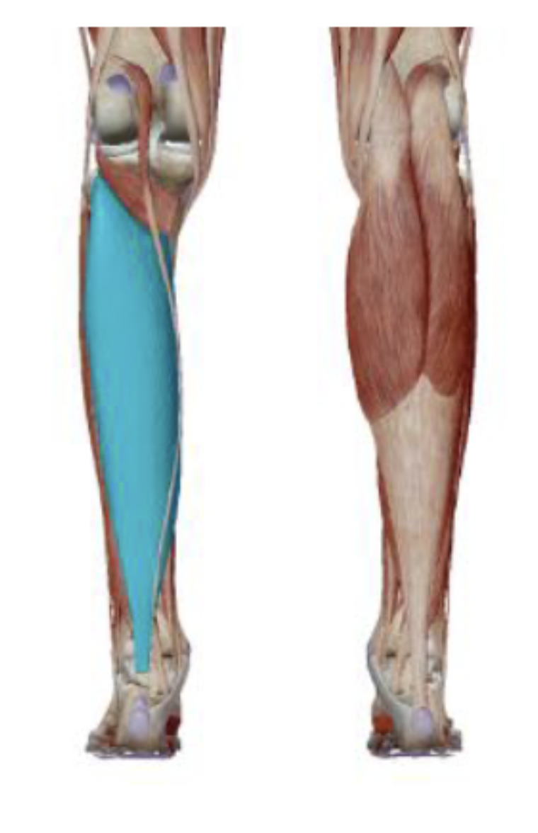 <p>What is the muscle name, its origin, its insertion, its action, and its innervation?</p>