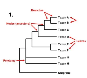 <p><span>the endpoints of the branches on a phylogenetic tree that represent the specific species, organisms, or taxa being studied (leaves)</span></p>
