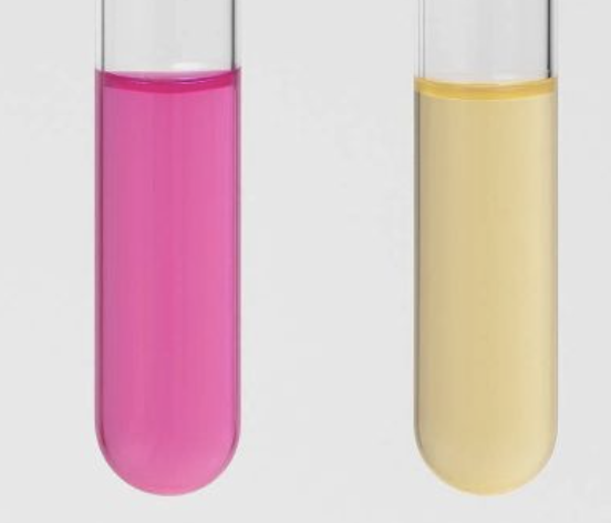 <p>Interpret the result of a <strong>Urease test</strong> base on the image shown.</p>