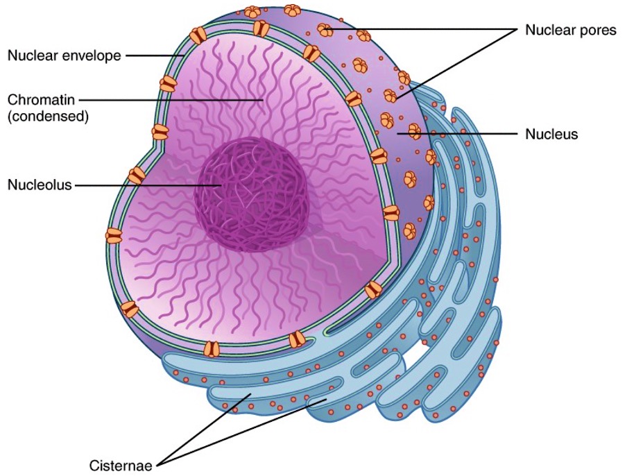 <p>Nuclear Envelope and Nuclear Pores</p>