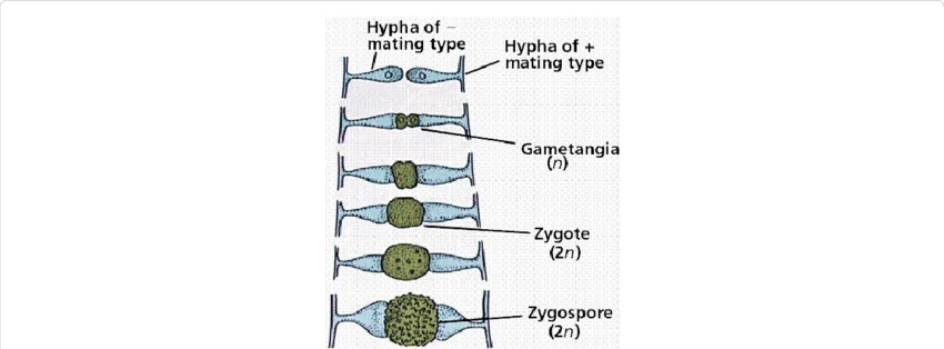<ul><li><p>spora vznikající pohlavním rozmnožováním zástupců oddělení Mucoromycota </p></li><li><p>vzniká splynutím opačně pohlavně laděných gametangií </p></li></ul><p></p>