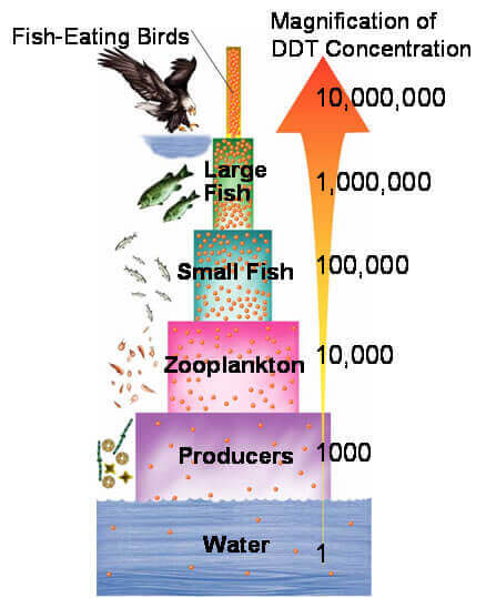 <p>measures toxin levels in each trophic level</p>
