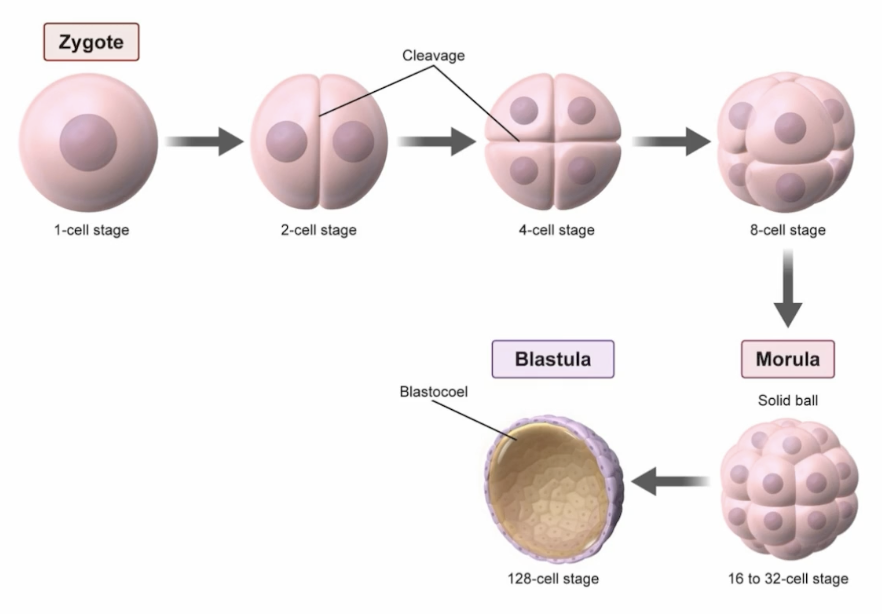 <p>Hollow sphere of cells surrounding a central fluid-filled cavity, the blastocoel, marking end of the cleavage stage and establishing the animal-vegetal axis, setting up spatial layout before gastrulation begins </p>