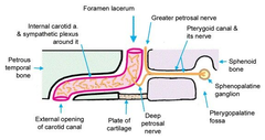 <p>a triangular opening at the base of the skull, bordered by the sphenoid, temporal, & occipital bones. </p><p>The ICA passes above, not through it. </p><p>It transmits small meningeal branches of the ascending pharyngeal artery & emissary veins</p>
