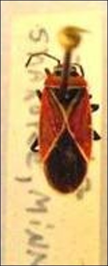 <p>Identify the order</p>